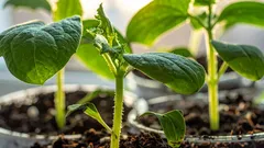 Sieję te warzywa w grudniu i cieszę się plonami wiosną: 4 gatunki do wczesnego siewu