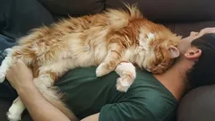 Kot śpi na tobie nie z miłości: prawdziwy powód zaskoczy nawet doświadczonych opiekunów